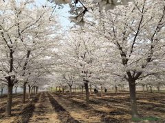 染井吉野