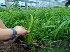 大花萱草发货四川泸州装车现场