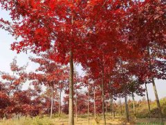红栎