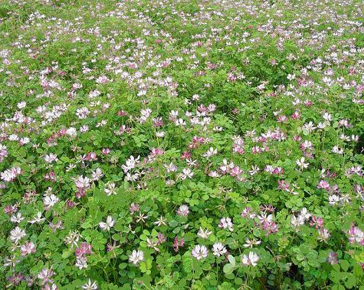 葱兰属于什么植物？葱兰的植物分类及特点介绍