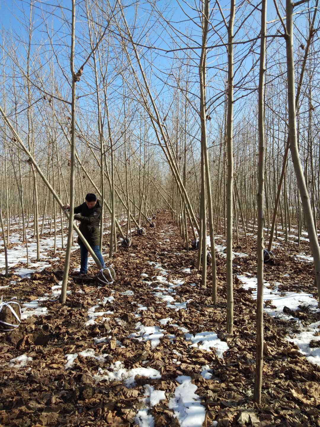 法桐的培养方法 法桐的栽种时间