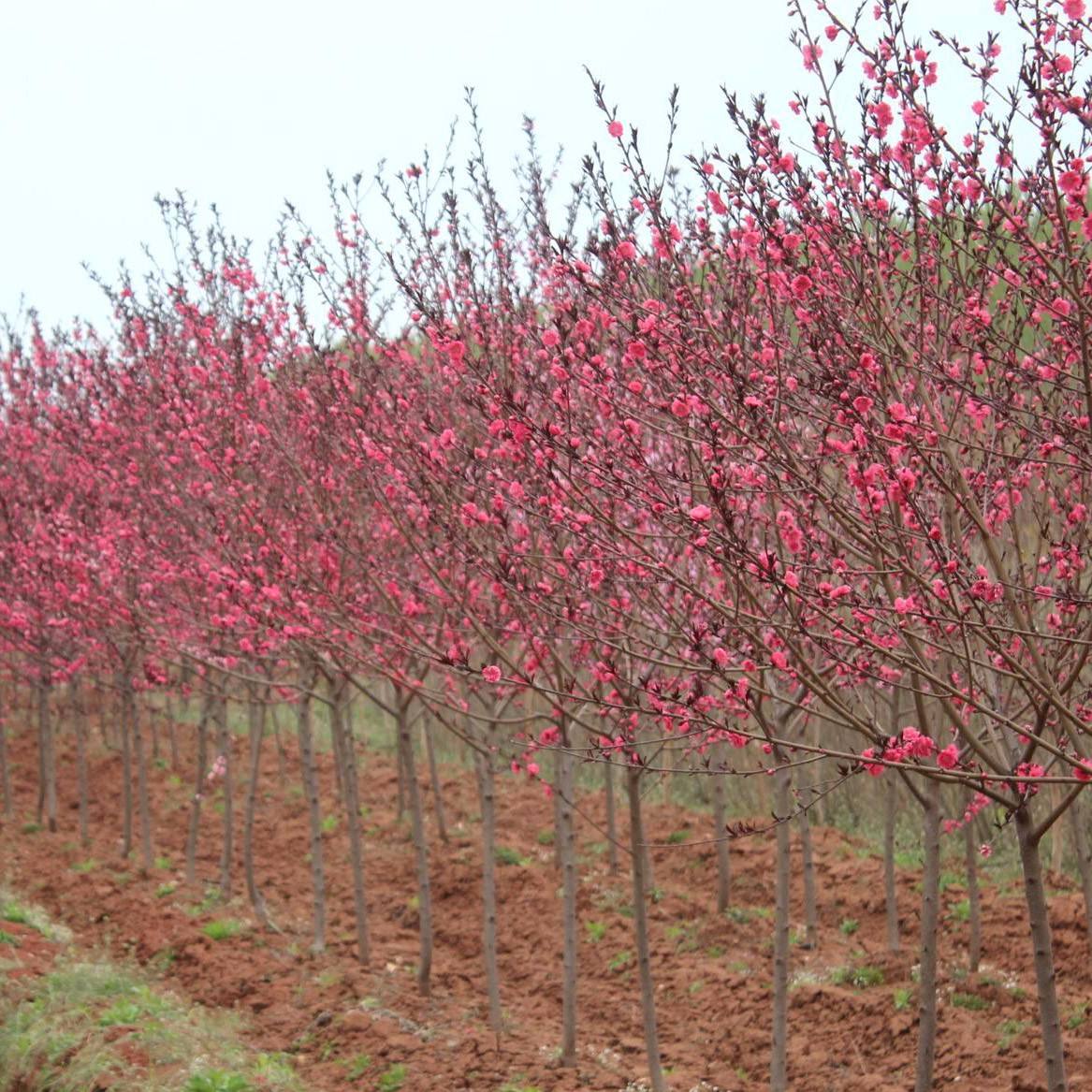 红叶碧桃种植方法有哪些？