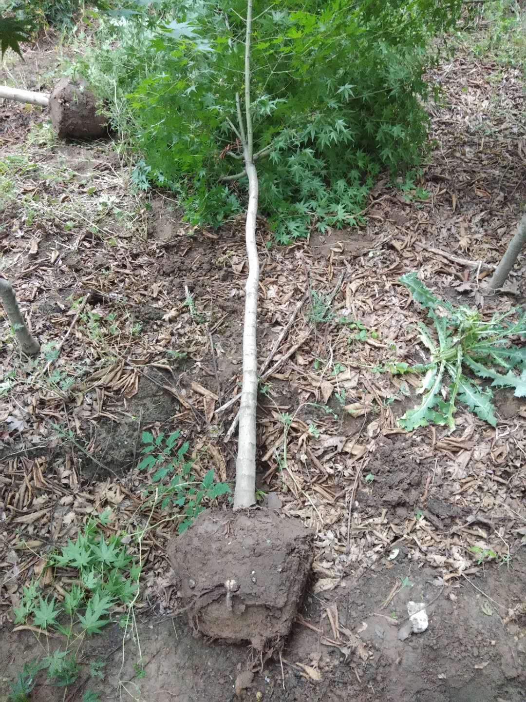 鸡爪槭树怎么养？看看鸡爪槭树的种植方法