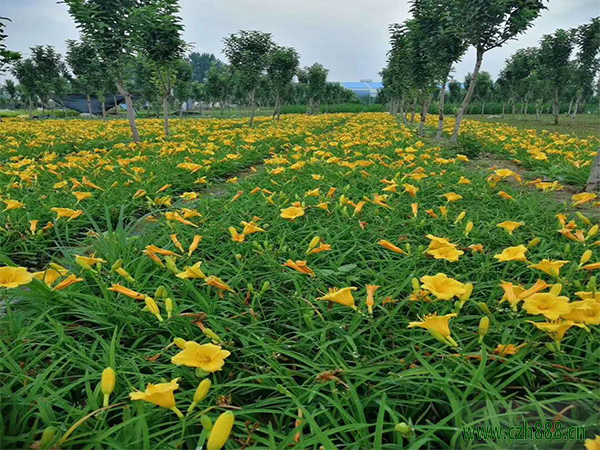 金娃娃萱草种植方法介绍？看看萱草的种植步骤