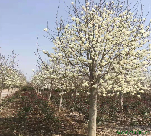 白玉兰树如何培育 白玉兰培育方法和管理