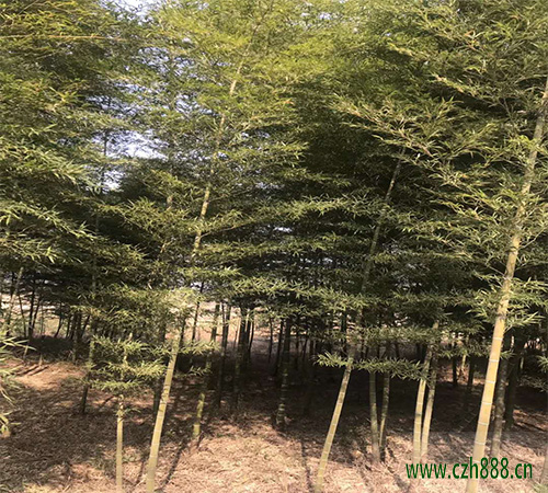 毛竹怎么培育?毛竹的培育与管理