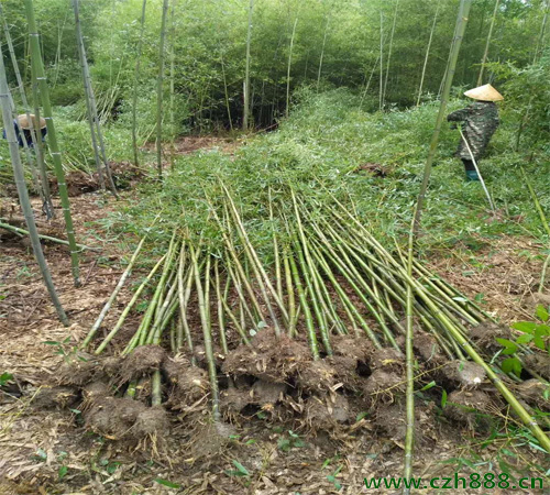 刚竹如何种植 刚竹种植方法和管理