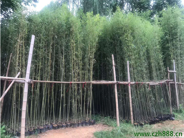 刚竹如何种植 刚竹种植方法和管理