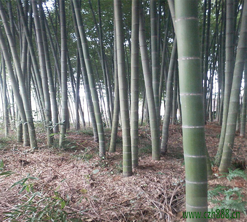 毛竹种植时间 毛竹培育技巧