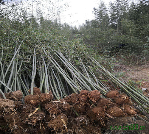 毛竹种植时间 毛竹培育技巧