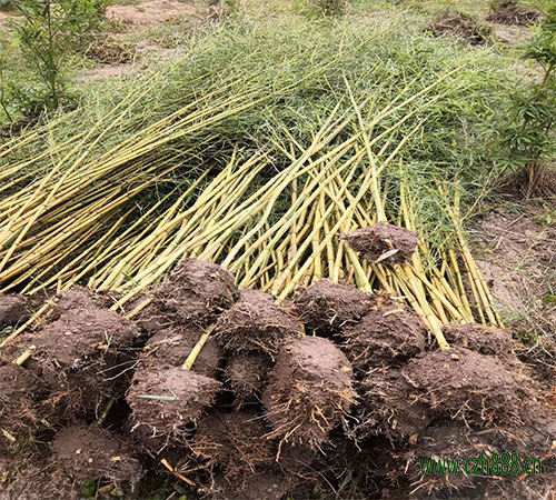 毛竹种植时间 毛竹培育技巧