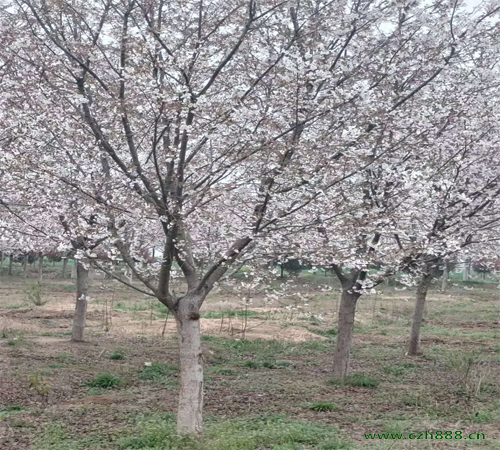 樱花树如何修剪 樱花树的生长环境