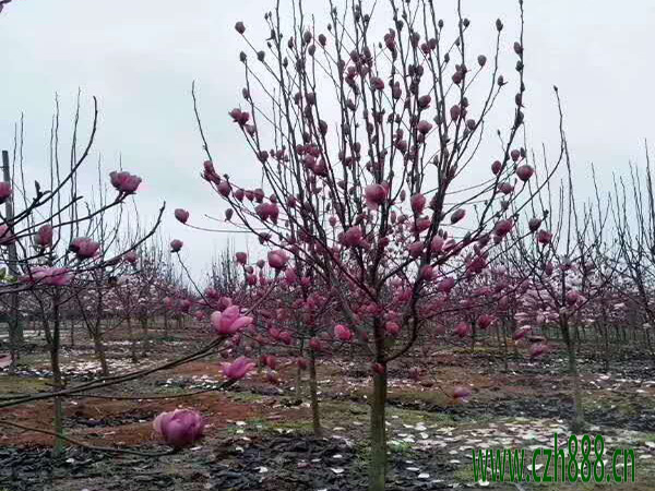 紫玉兰如何种植 紫玉兰种植方法