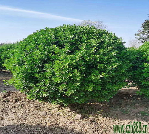 大叶黄杨的栽培方法 种植大叶黄杨的窍门