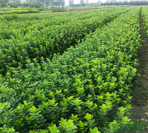 大叶黄杨的栽培方法 种植大叶黄杨的窍门