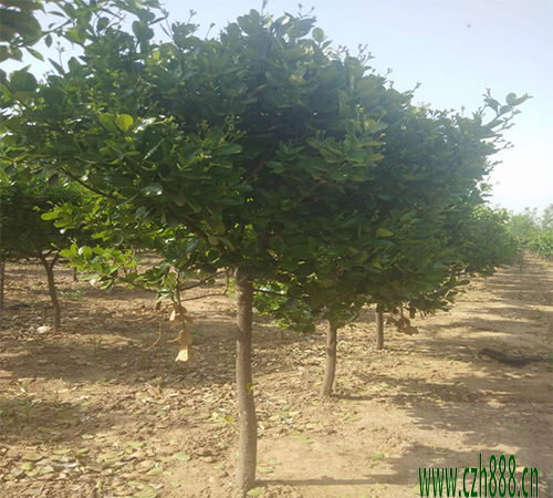 大叶黄杨的栽培方法 种植大叶黄杨的窍门