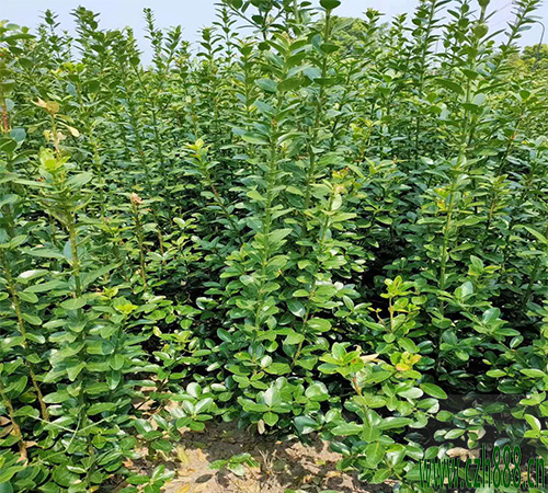 大叶黄杨的栽培方法 种植大叶黄杨的窍门