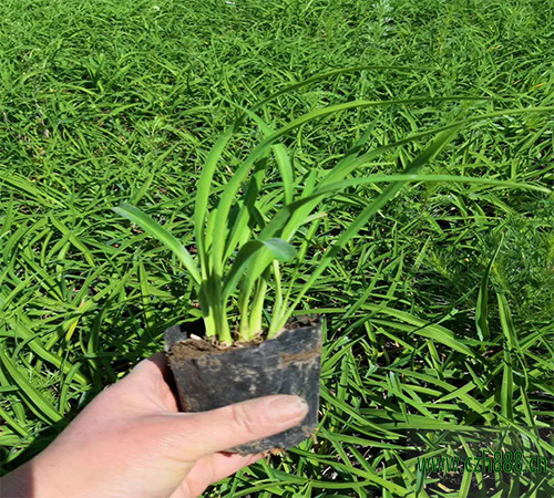 金娃娃萱草怎么种植 金娃娃萱草的种植步骤