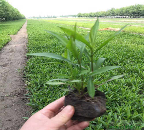 荷兰菊的养殖方法介绍，荷兰菊养殖要注意哪些细节