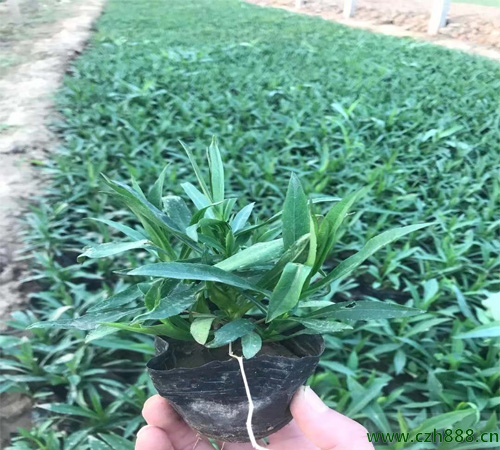 荷兰菊的种植方法和技术分享