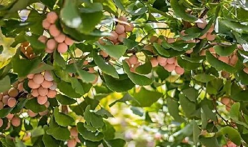 银杏树盆栽种植方法有哪些？