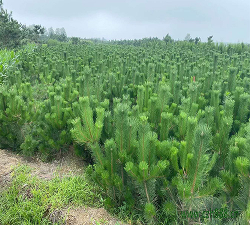 黑松大树怎么移植？ 黑松的移植方法