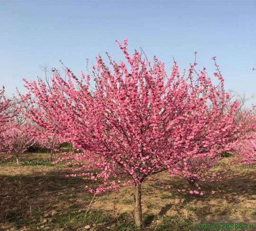 榆叶梅的生长特点 榆叶梅的种植范围