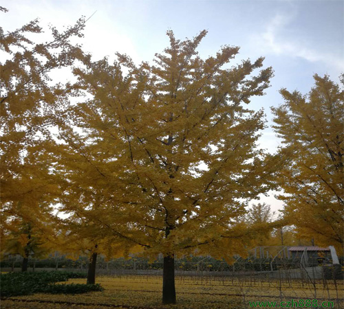 银杏树的生长特征 银杏树的园林用途的