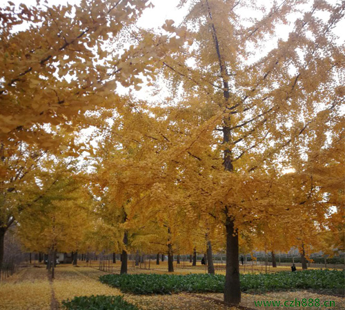 银杏树的生长特征 银杏树的园林用途的