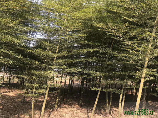 毛竹的种植方法 竹子都有哪些品种