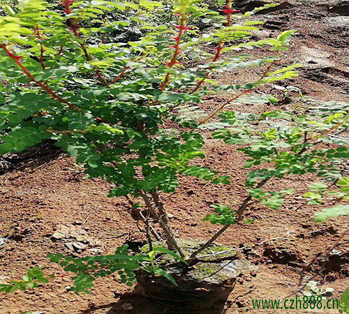 黄刺玫属于什么科的植物？ 黄刺玫有哪些特点？