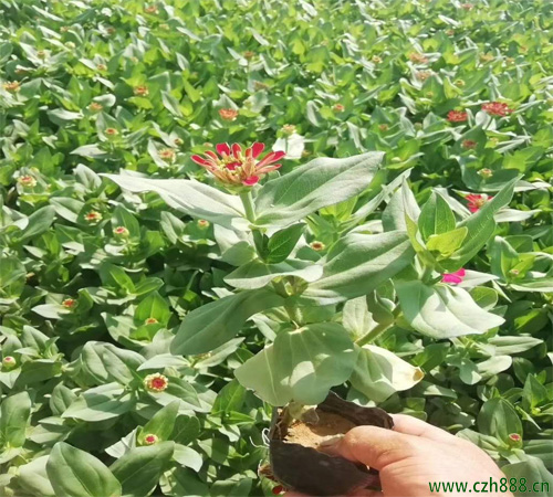 百日草后期管理养护 养护百日草的注意事项