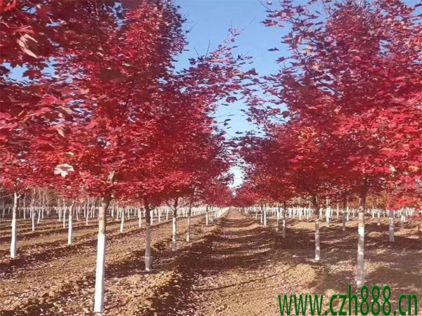 美国红枫的培育方法 培育美国红枫的技巧