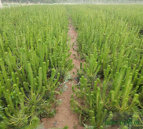 黑松的繁植办法 黑松的病虫害防治