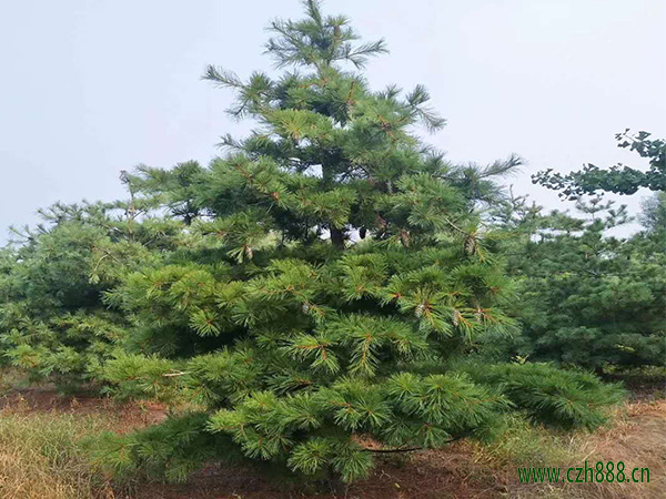 华山松的日常养护 华山松的病虫害防治