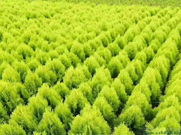 洒金柏的特点有哪些? 洒金柏的价值