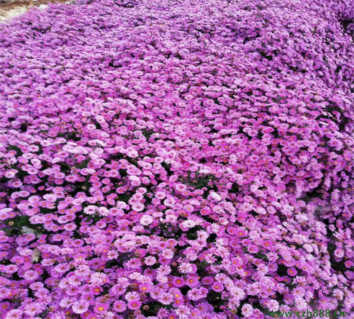 荷兰菊什么时候开花？ 荷兰菊的花期有多久？