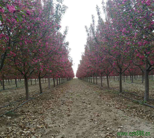 红宝石海棠盆景如何养殖效果好？