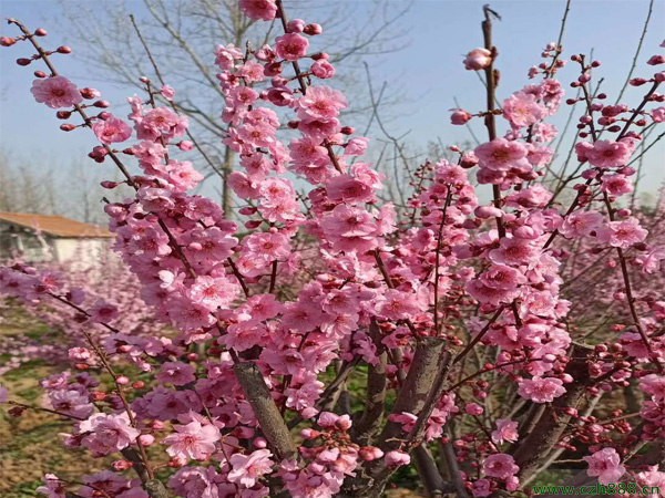 红梅花怎么种植有哪些好的方法?