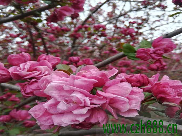 北美海棠花的种植方法介绍