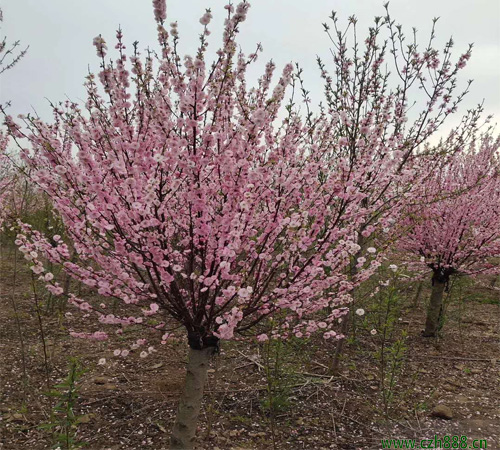 榆叶梅花期在几月？榆叶梅栽种养护技巧