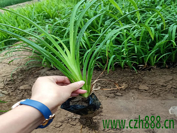 大花萱草适合在哪种土壤种植？大花萱草的生长习性