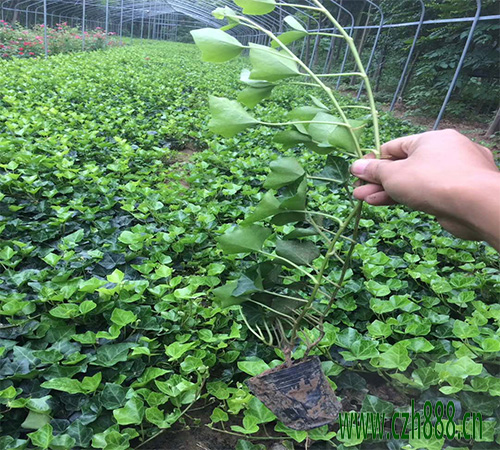 常青藤用水怎么养？常青藤水培方法