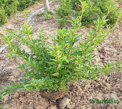 连翘的种植前景怎么养? 连翘的特性有哪些?