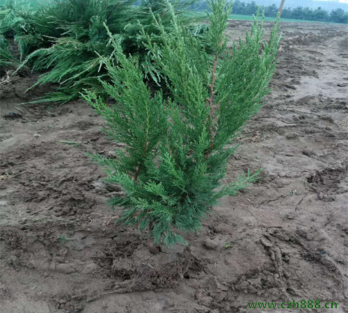 小龙柏的植物学特征是什么？ 小龙柏的主要用途有哪些？