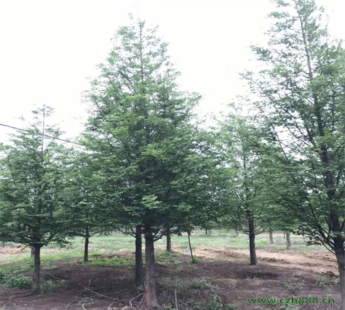 水杉是什么种类的乔木?水杉盆景如何管理?