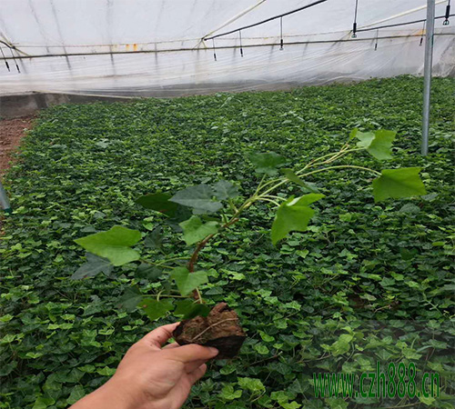 常青藤绿植怎么养?看看这些细节