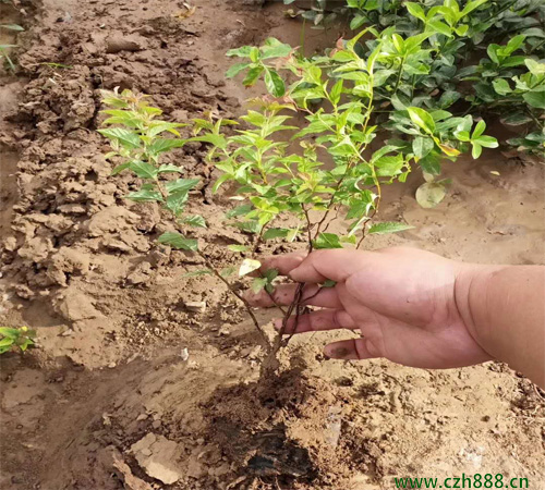 金焰绣线菊如何种植？ 金焰绣线菊种植方法和注意事项