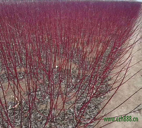 红瑞木的基本特性 红瑞木如何培育