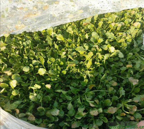 白晶菊的生长习性 白晶菊养植技巧
